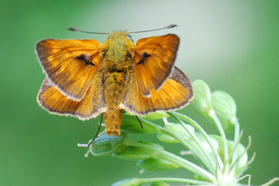 esperide da identificare : Ochlodes sylvanus ♂